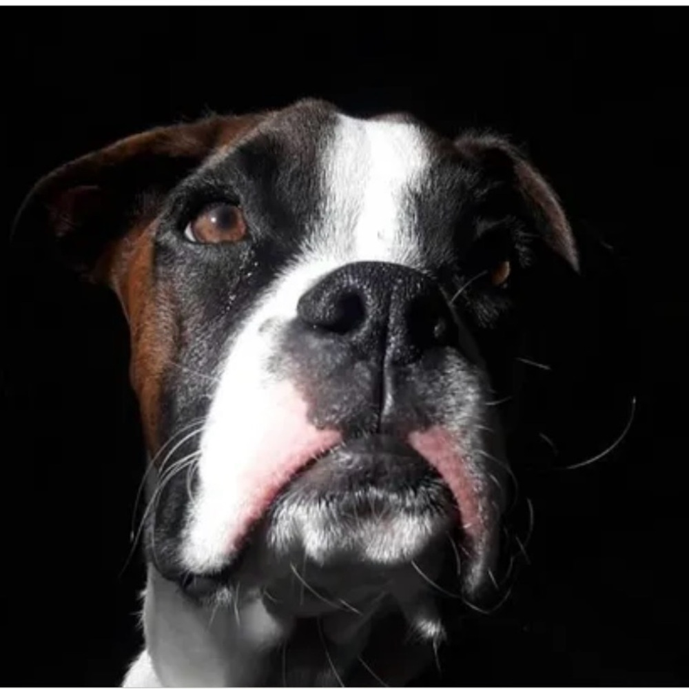 Meet your Posher, Mary (raising money for a sick dog name King)